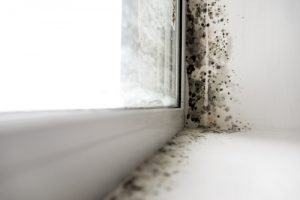 Read more about the article 5 Tips in Handling Damage After Mold Infestation in  Oldsmar, Florida