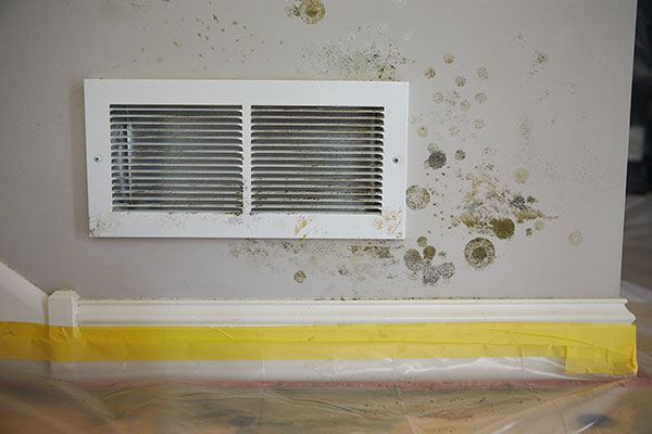 You are currently viewing Symptoms of Mold Allergies in Your Florida Home