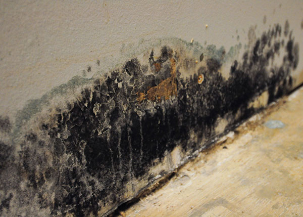 Read more about the article Health Risks of Mold Spores
