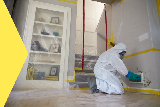 Mold Remediation Services in Florida